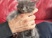 Beautiful kittens