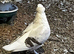 Pigeon for sale