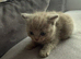 Kitten for sale dad ragdoll and mim british short hair