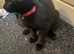2 cats needing new homes