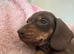 Miniature Dachshund