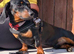 Beautiful male Dachshund