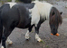 Registered mini gelding
