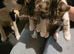 3 taby male kittens