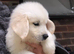 Golden retriever puppies ready now