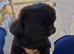 Gorgeous black female pekingese adult