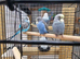 Young budgies for sale