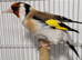 Beautiful Mutation Siberian Goldfinches