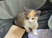2 adorable kittens for sale