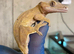 CRESTED GECKOS