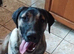 Caucasian Shepard X Belgian Malinois