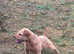 Lakeland terrier