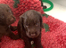 Gorgeous 6 week old boy