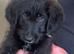Shepadoodle puppies