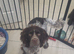 Cocker spaniel looking for new home