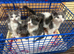 3 Little kittens