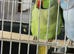 Indian ringnick pair for sale