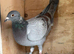 Racing racer blue check Indigo red bar pigeon 2026 RPRA ring