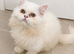 Male White Persian Chinchilla