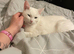 I want to rehome my cat