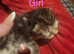 Stunning tabby kitties