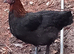 French copper maran pullets