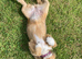 Gorgeous Willow needs a wonderful home