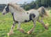 Paddock for 2 ponies***** wanted****