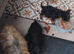 Toy yorkshire terrier