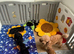 Small miniature poodle puppies
