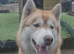 Beautiful 2-Year-Old Dog Looking for a Loving Home
