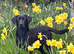 Labrador Pups For sale