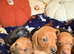 Kc reg mini dachshund pups for sale