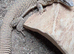 Yellow ackie monitor