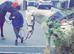 Gypsy cob 13'2hh for loan
