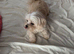 Shi chi very cute