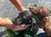 Dachshund puppies ready to leave their mother