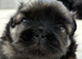 Outstanding Pekingese puppies