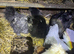 Silkie point of lay females