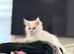 Beautiful full Maine coon