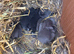 4 Pure Mini Lops Lilac & blue