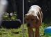 Handsome labrador boy