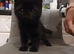 Kittens half Bengal half domestic mum and dad last picture