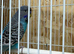 Black face and black wing proven breeding pair