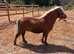2 Shetland gelding looking for new home