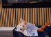 White German shepherd puppy