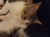 3 kittens