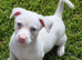 Jack Russel
