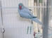 Beautiful Indian ringnick parrot