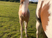 Quality Champagne American Paint Horse